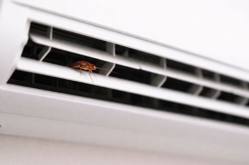 冷氣出風口跑出蟑螂？真正原因與防治方法